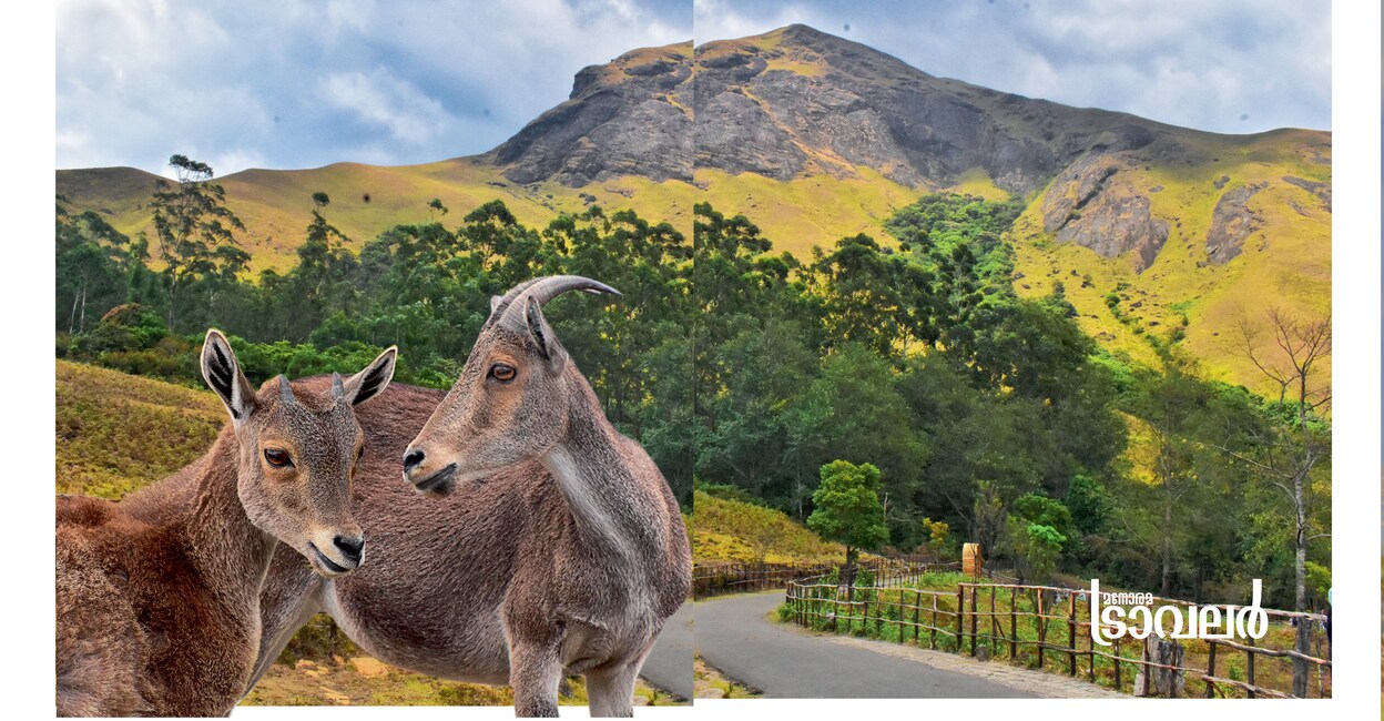 nilgiritahrrajamala