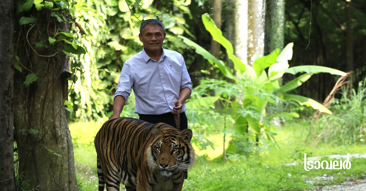 tigertopia2 tigertopia2