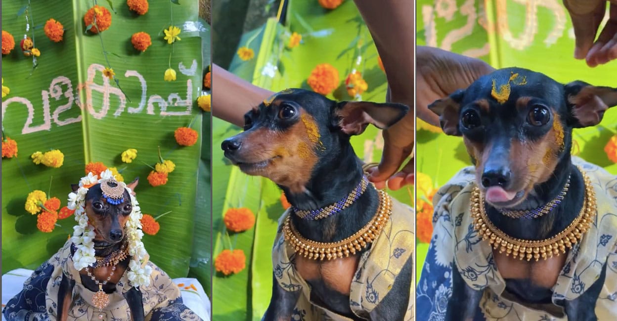 valakappu-function-for-dog