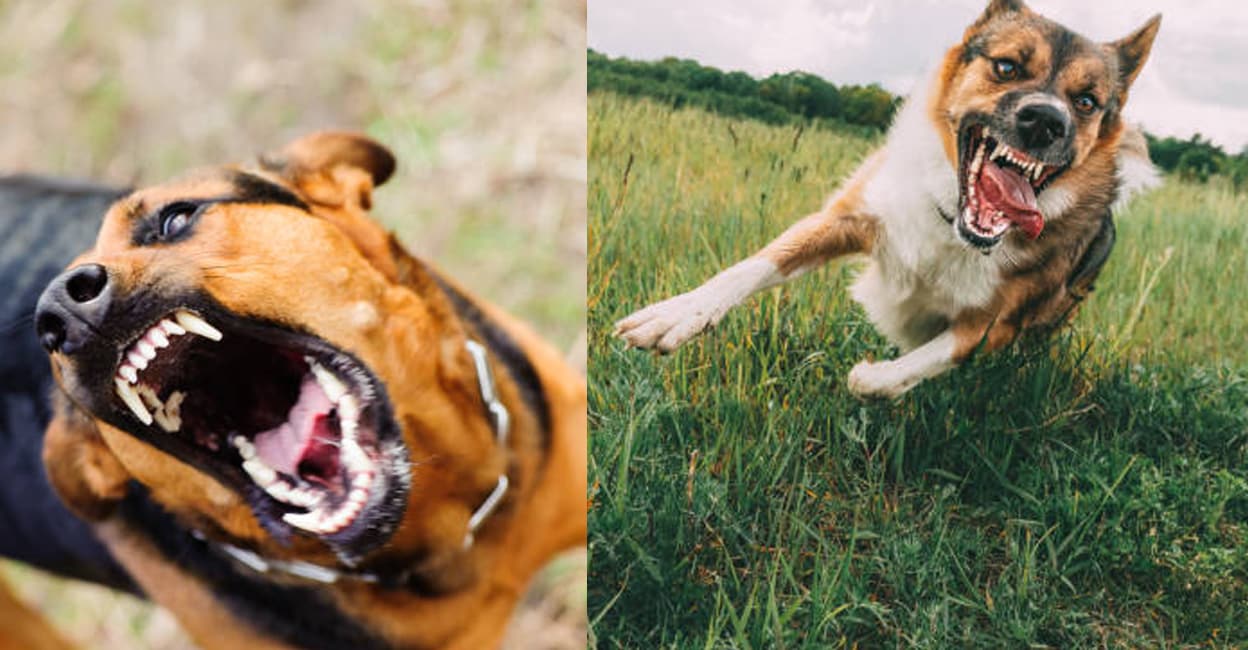 rabies-dog-attack