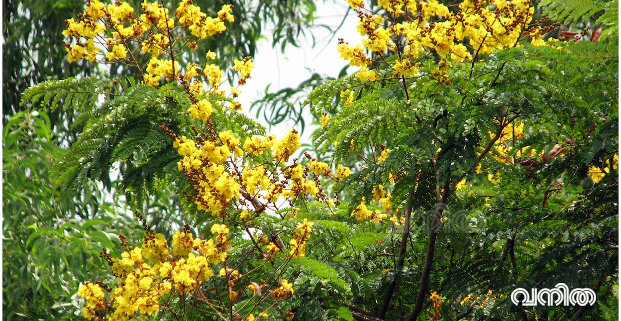 gardeningtrees4566