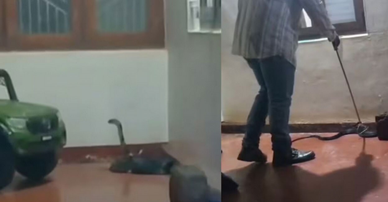 king-cobra