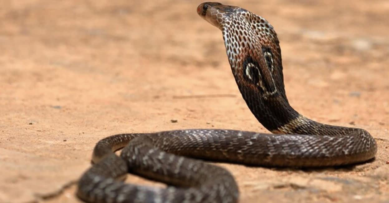 snake-attack
