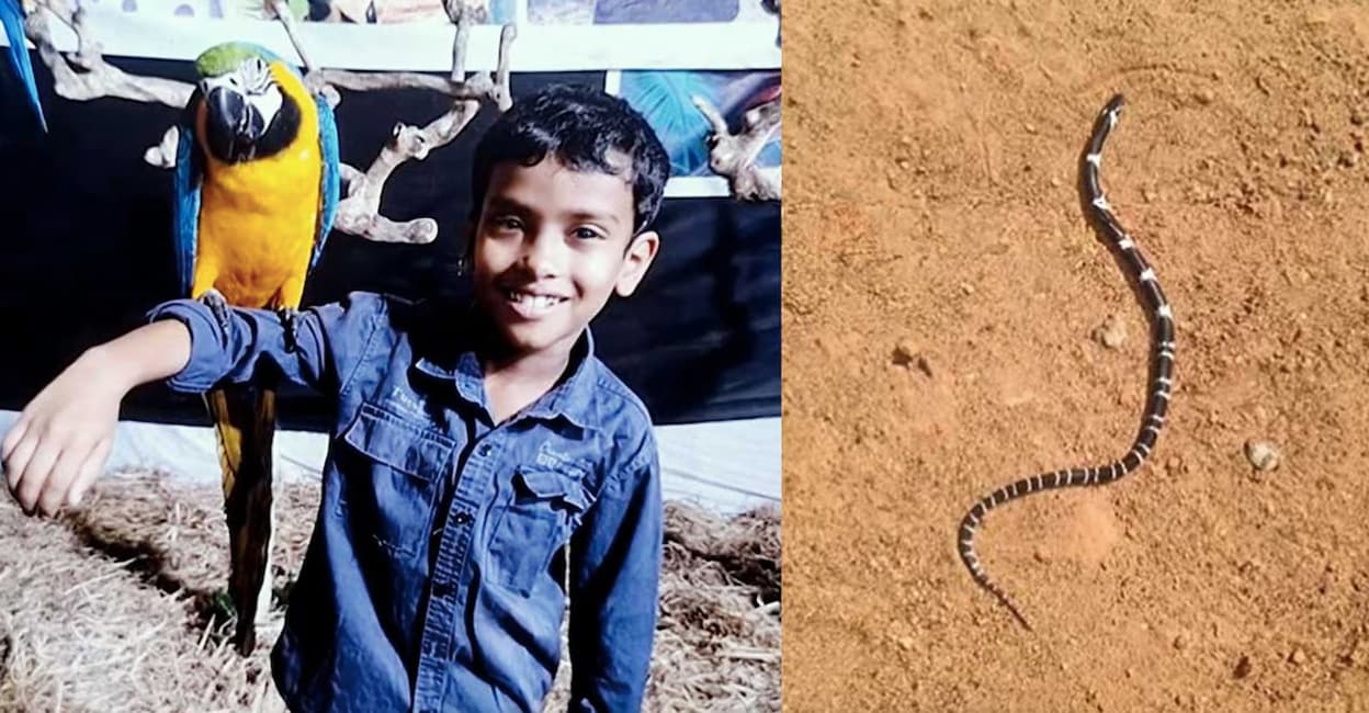 snake-bite-demise-aljo