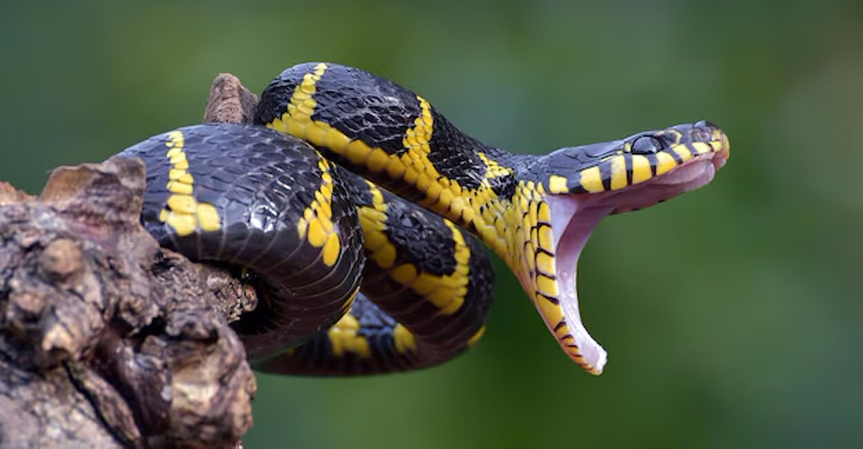 snake-bite-in-summer-season