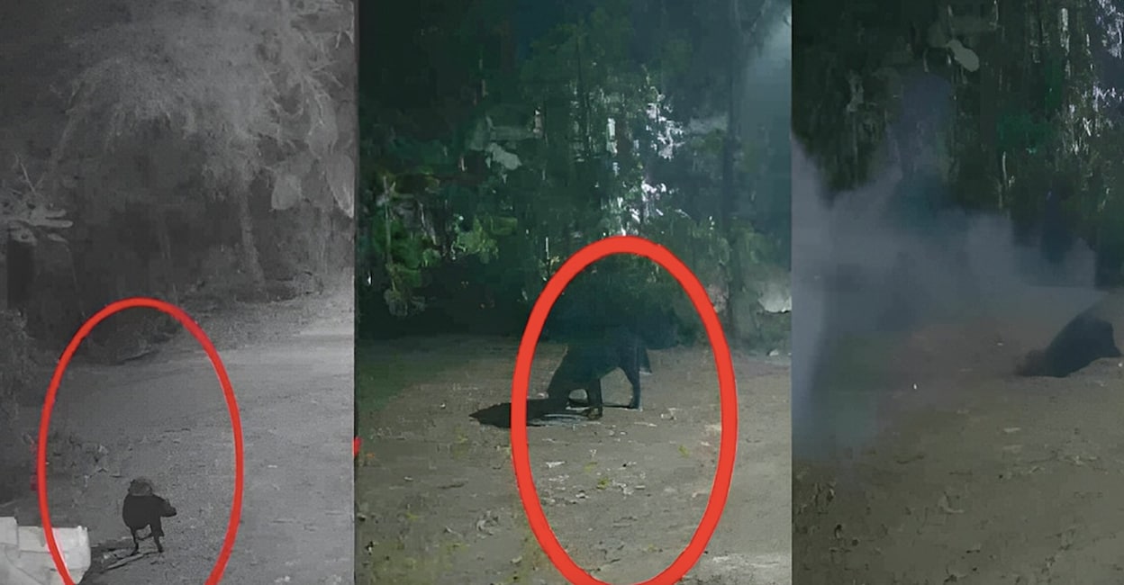 kollam-anjal-dog-death-after-explosion