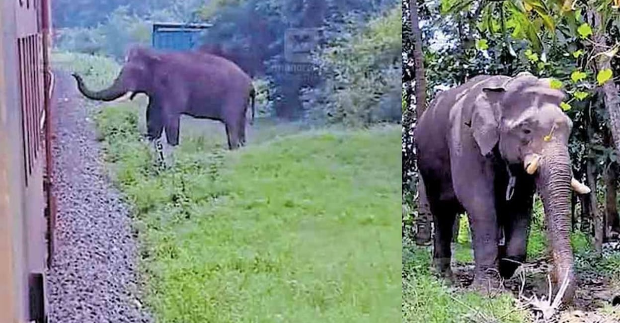 elephant-on-track