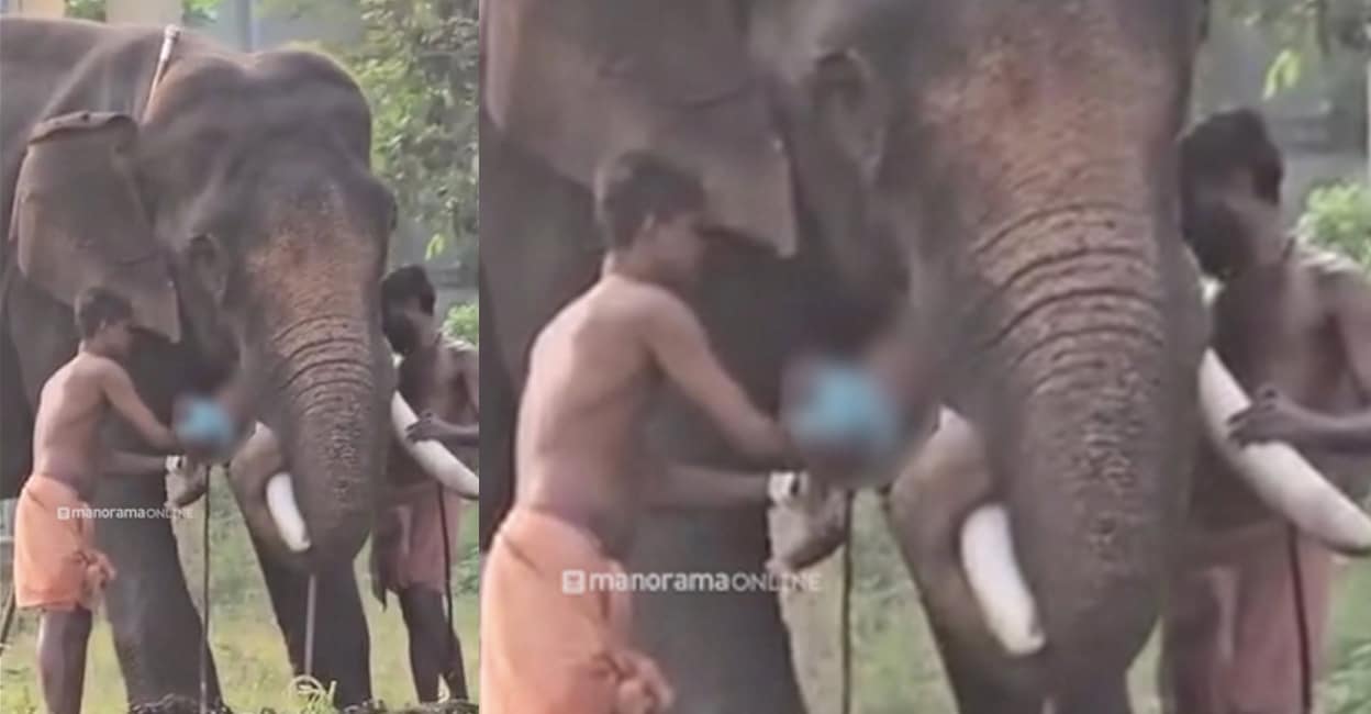 infant-baby-falls-under-elephant-foot