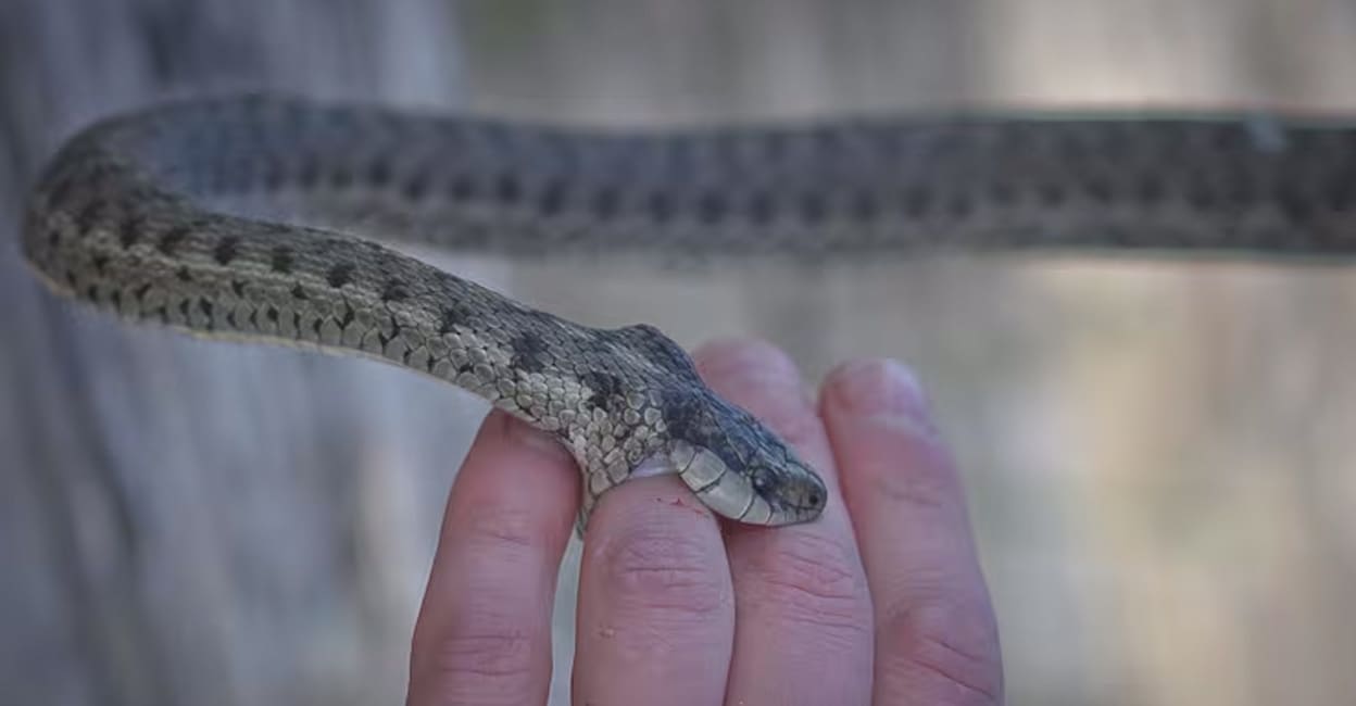 snake-bite-on-hand