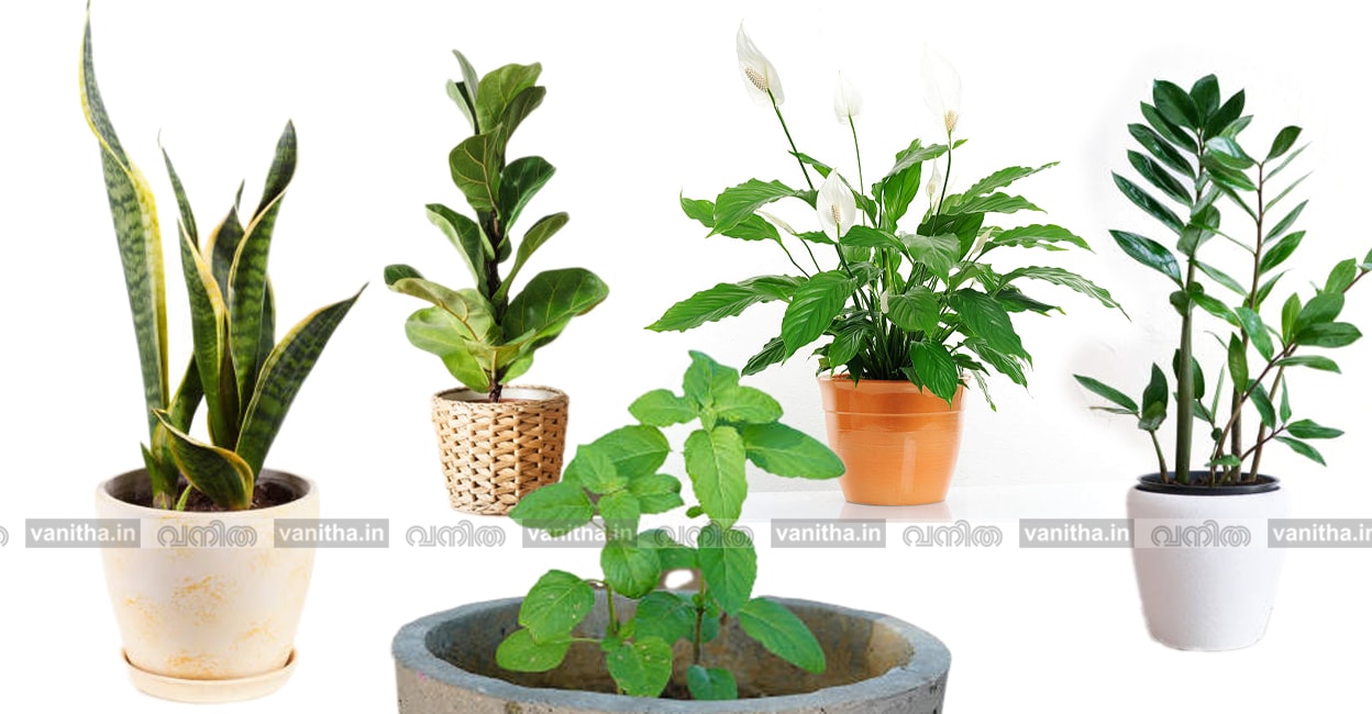 plant