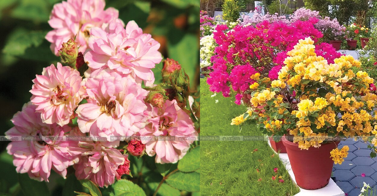 flowers-outdoor