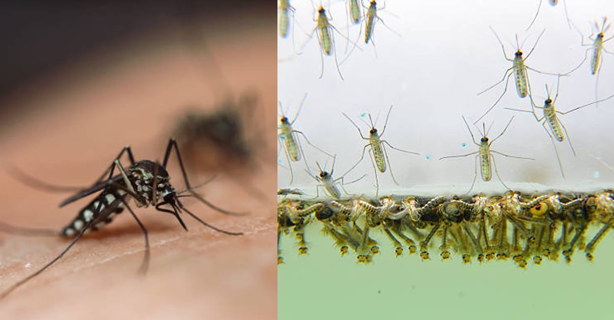mosquitos-repellent