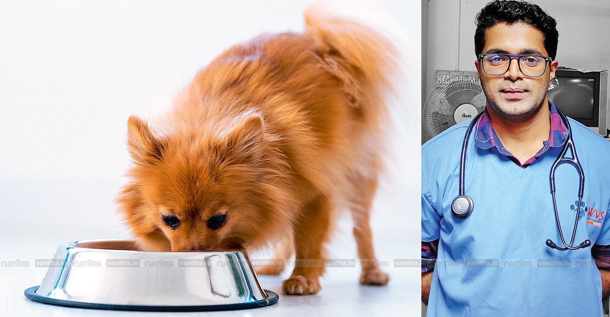 Understanding-Excessive-Hunger-in-Pets