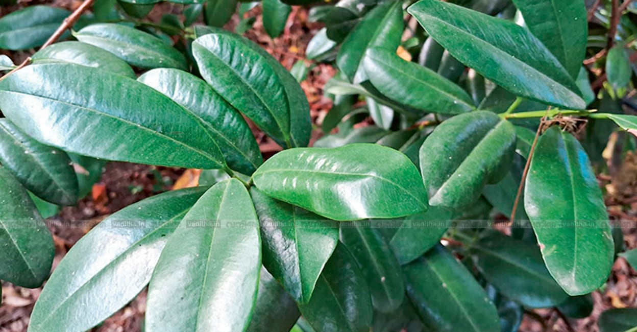 sarvasughandhi-agriculture-farming