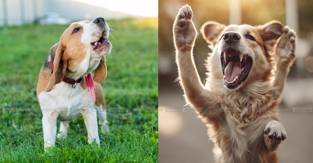 types-of-dog-barking-explained