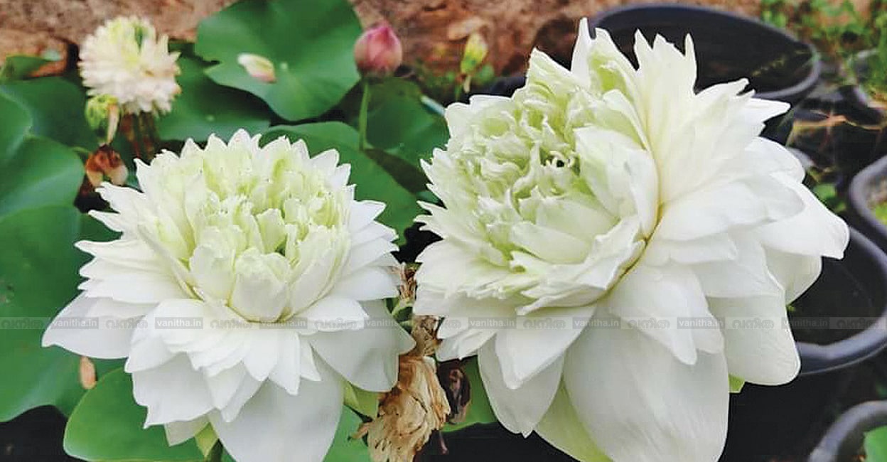garden-bench-white-peony