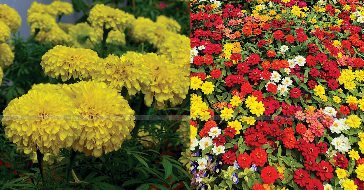 easy-flower-cultivation-home