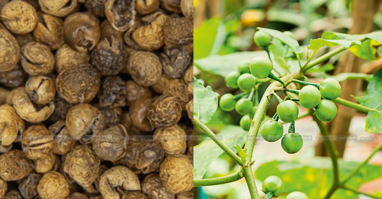 turkey-berry-cultivation