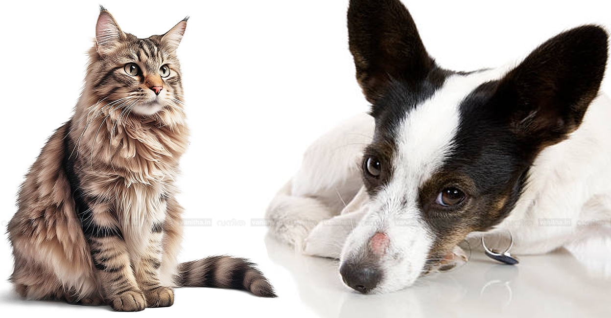 ring-worm-in-pets-care