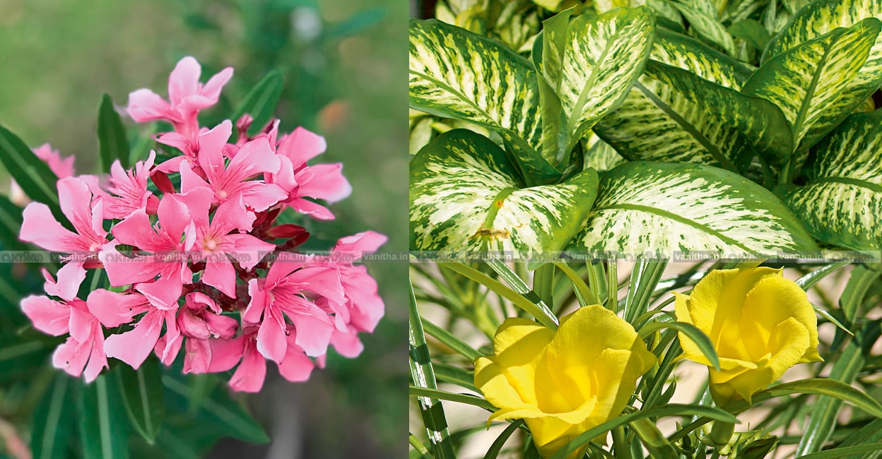 A-Beautiful-but-Toxic-Houseplant