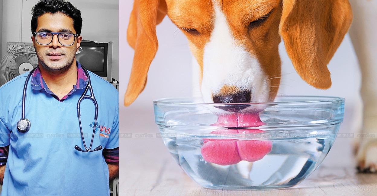sunner-heat-care-to-pets