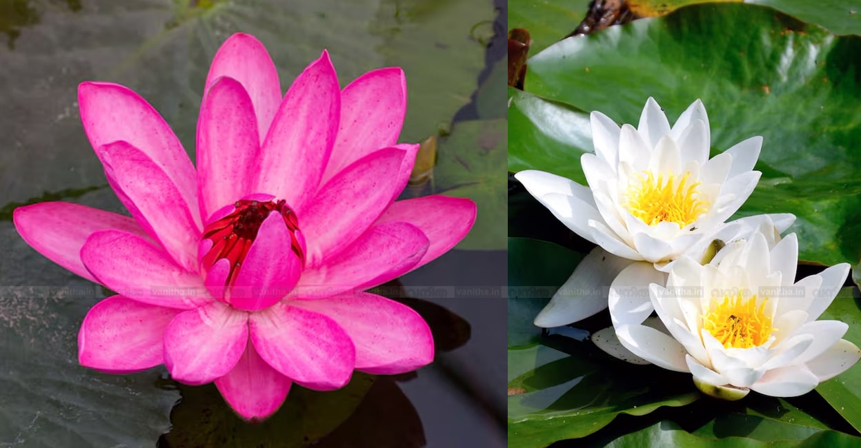 lotus-flowers-farm456