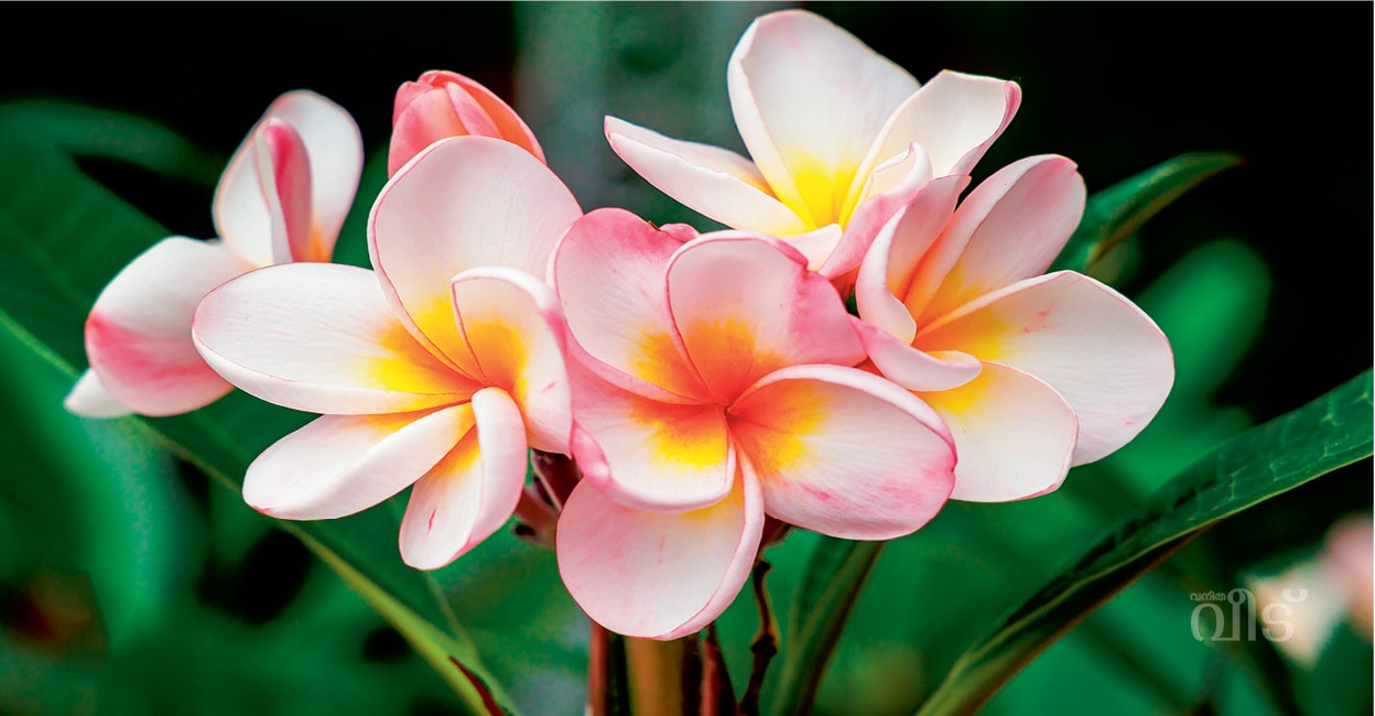 Plumeria1 Plumeria1