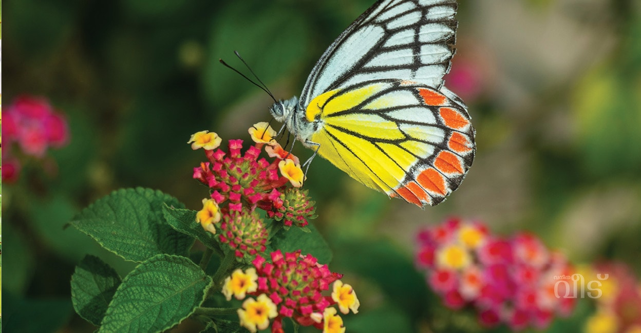 onlinemasterpageNew4