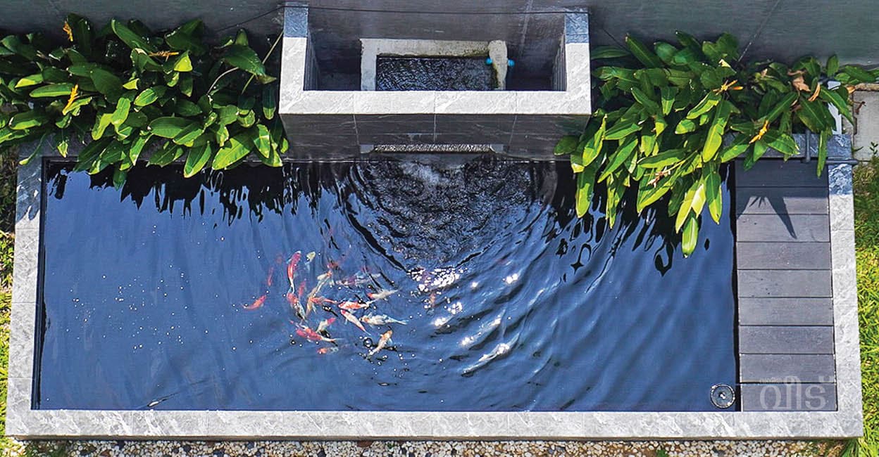 Koipond2