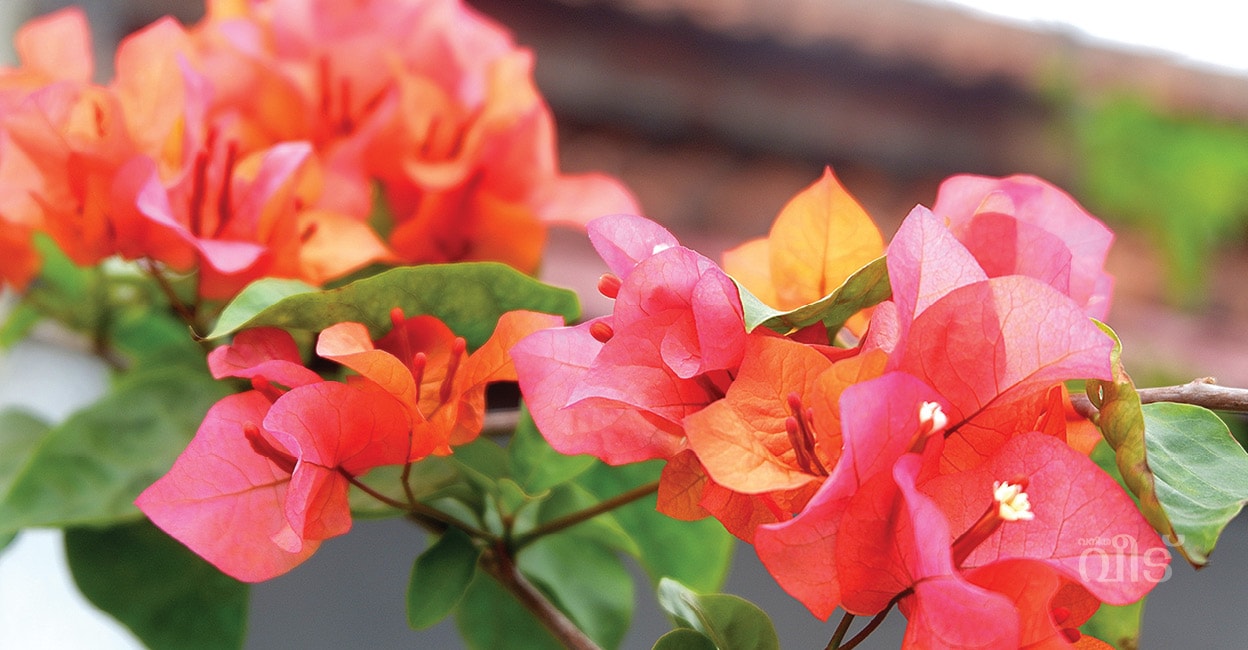 onlinemasterpageNew6