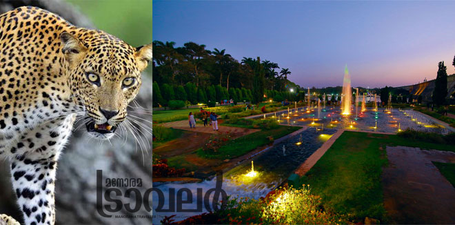 mysore-brindavan-closed-leopard-fear-cover