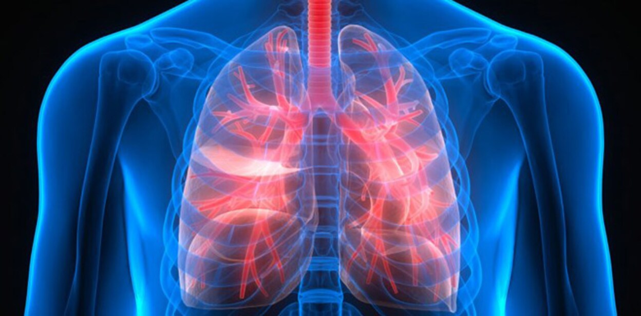lungs
