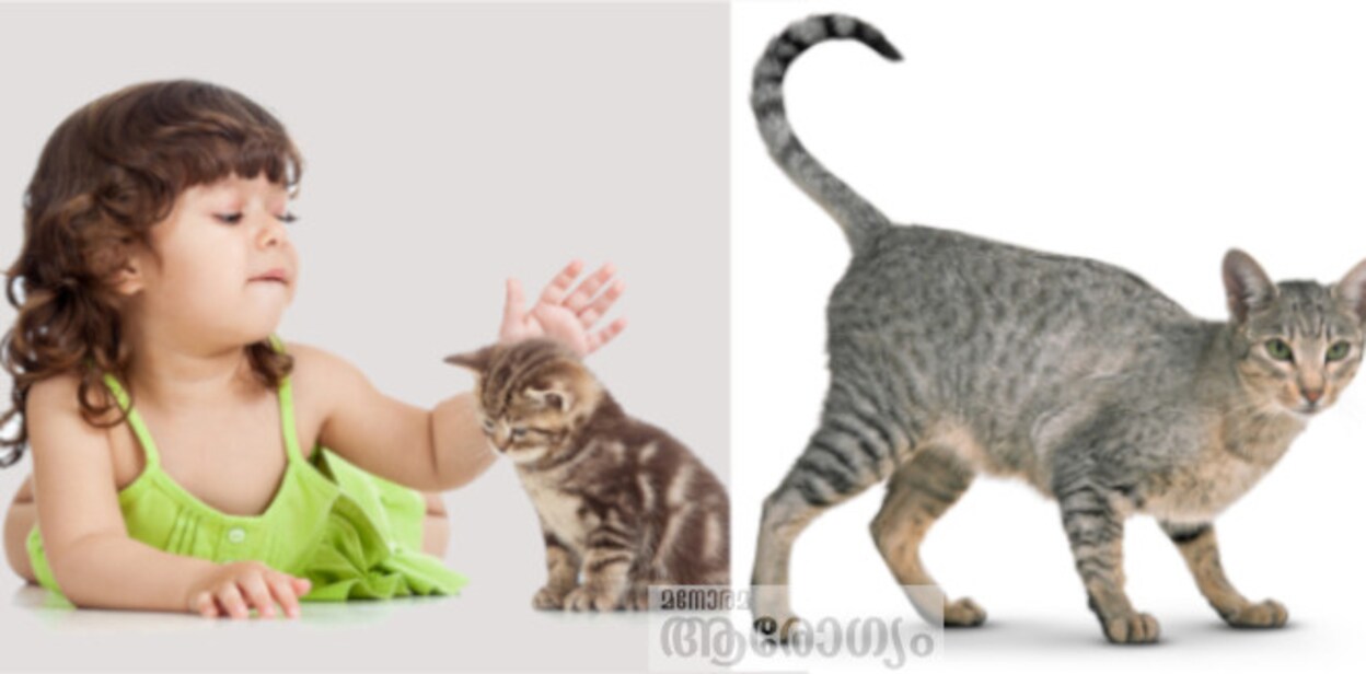 catrabies34