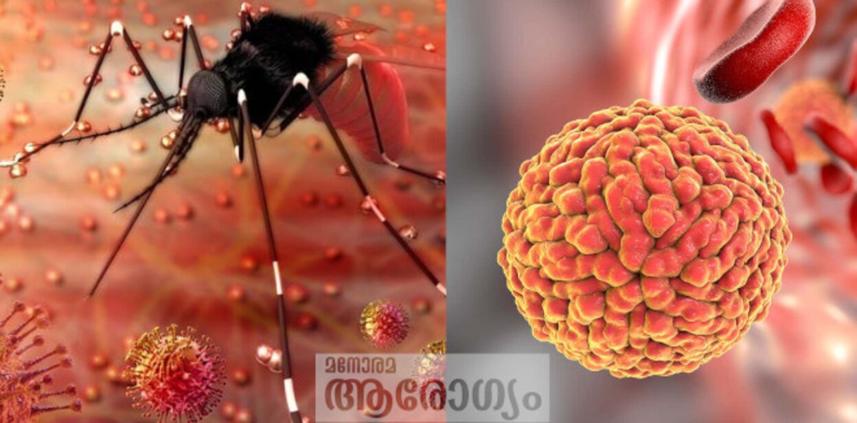 zika65456