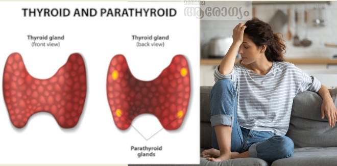parathyroid45556