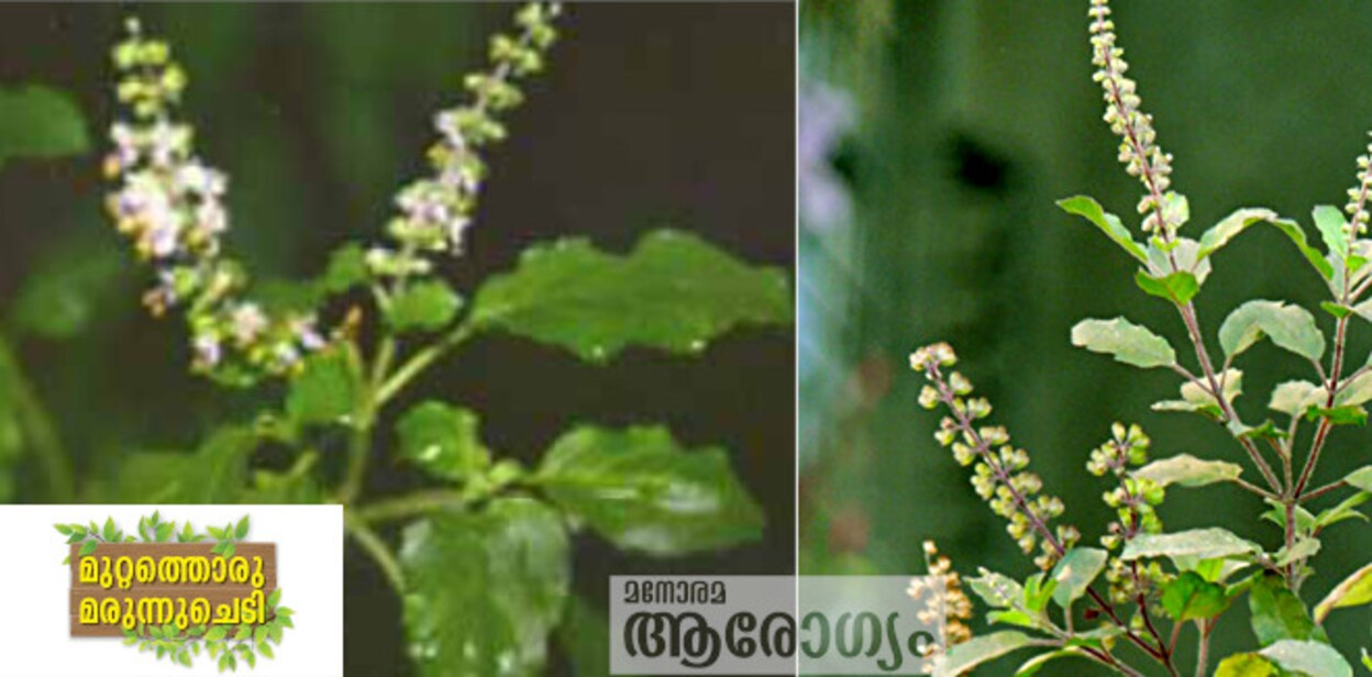 tulsi5665