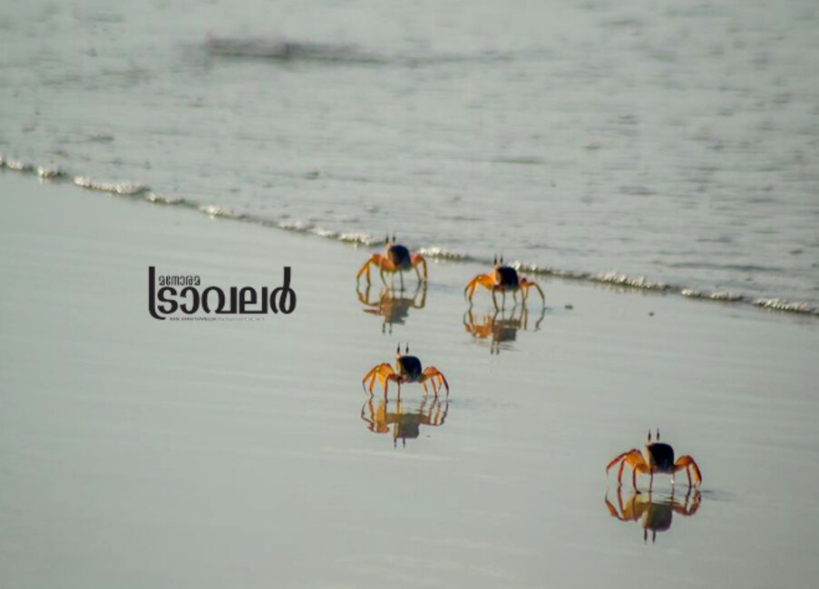 1-crab1