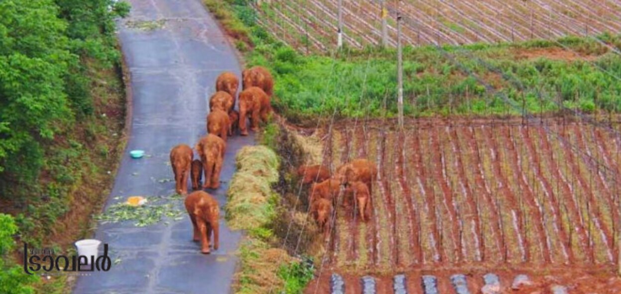 1-elephant