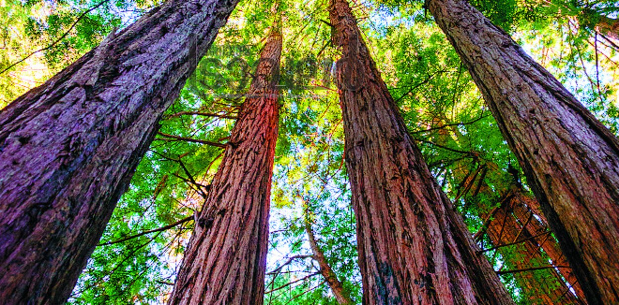 redwood03