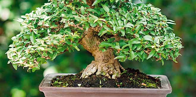 bonsai-plant-1
