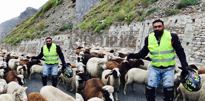 6)Nubra-sheep 6)Nubra-sheep