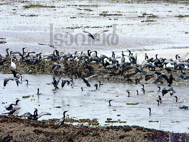 3)Chettuva-birds 3)Chettuva-birds