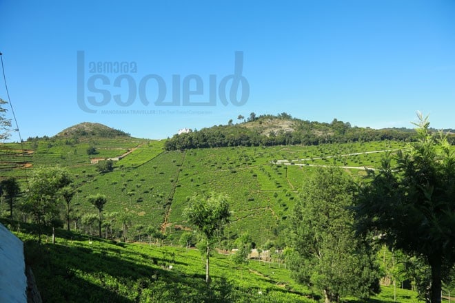 3)Tea-plantation---Kodanad 3)Tea-plantation---Kodanad