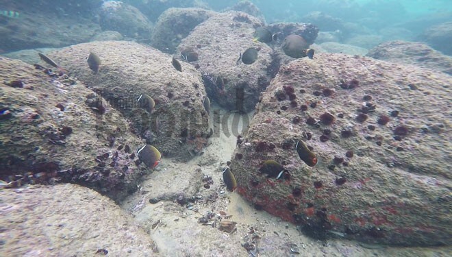 Scuba-2 Scuba-2