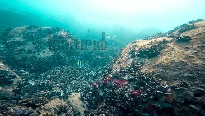 Scuba-5 Scuba-5