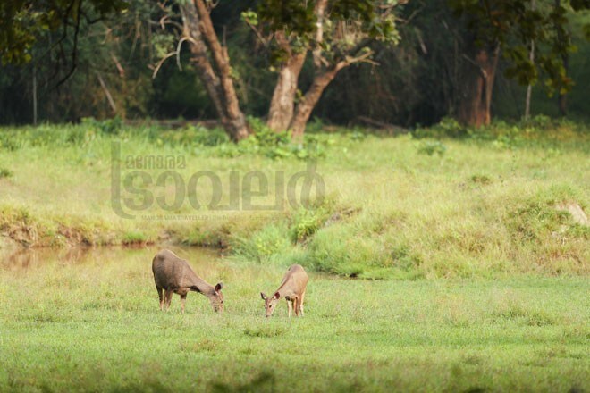 9)Mlavu 9)Mlavu