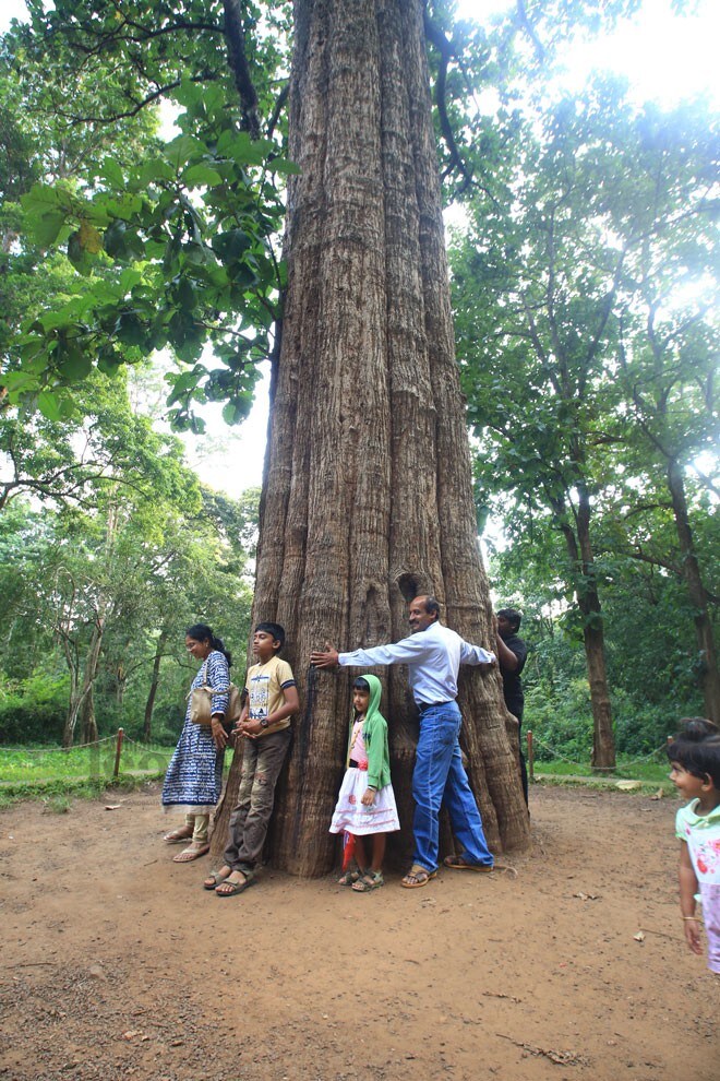 4)Kannimara-Teak 4)Kannimara-Teak