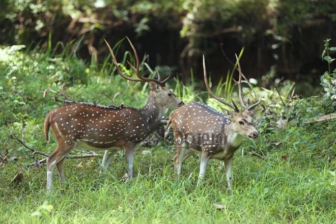 6)Deer 6)Deer