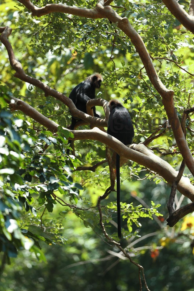 7)Monkey 7)Monkey