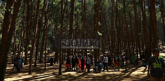 5)-Kodaikanal-pine-forest 5)-Kodaikanal-pine-forest